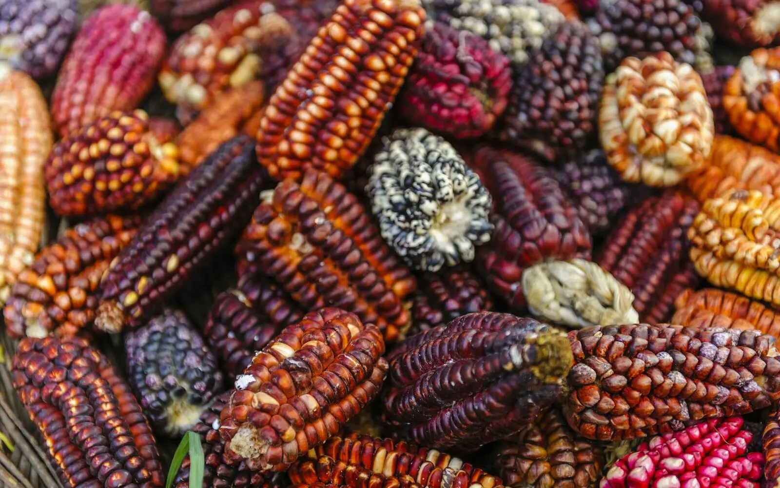 Food photograph for Centro, Cusco